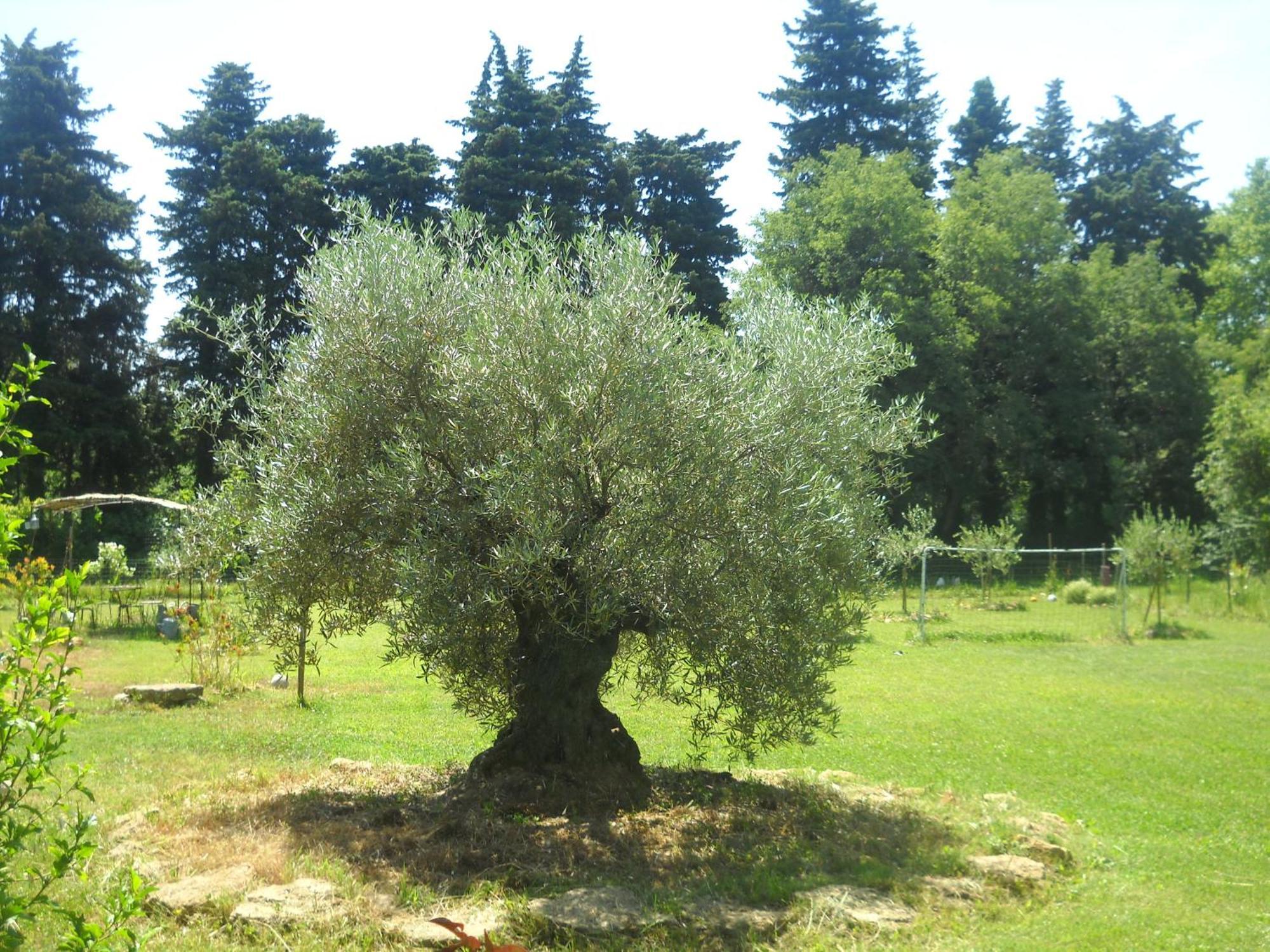 Appartement Dans Mas Provencal Grans Экстерьер фото